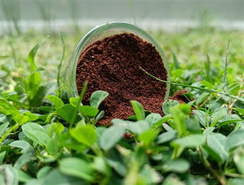 8 Ways to Use Coffee Grounds for Plants