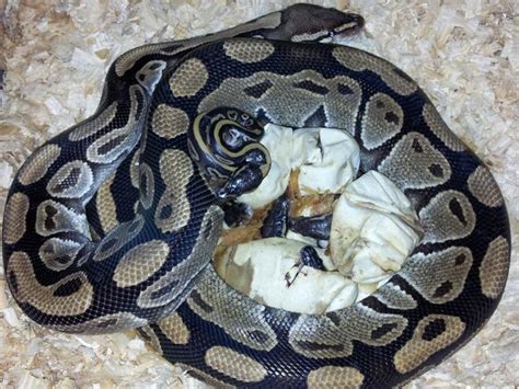 Ball Python Incubation 的图像结果