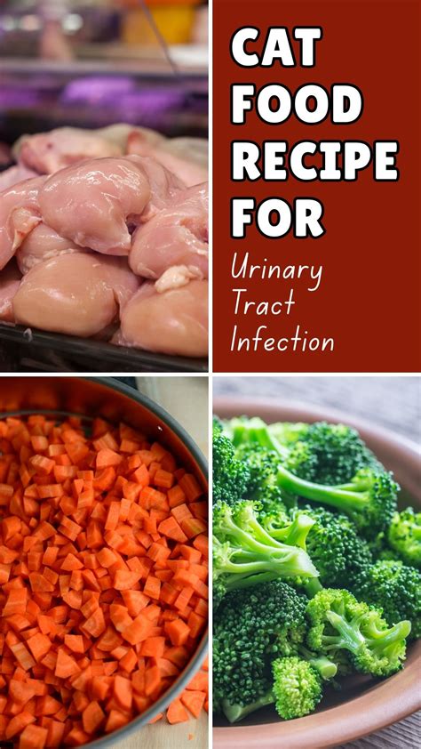 Simple & Nutritious Cat Food Recipe for Urinary Health in 2025 ...