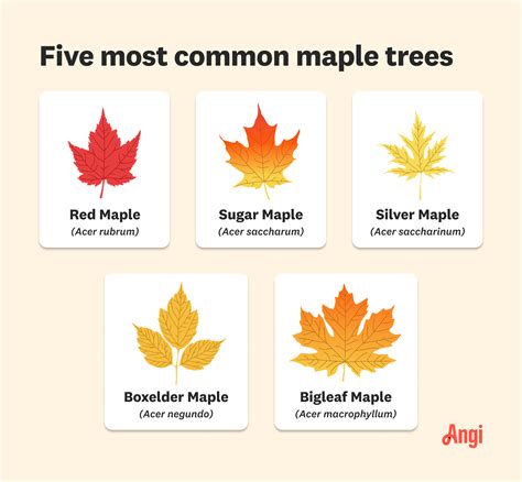 Image result for Maple Tree Identification Guide