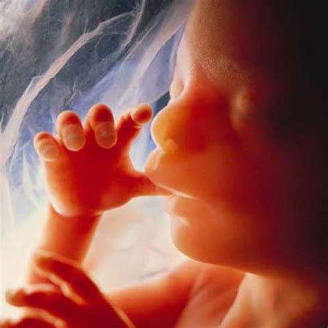胎儿在子宫内各时期清晰图-搜狐母婴
