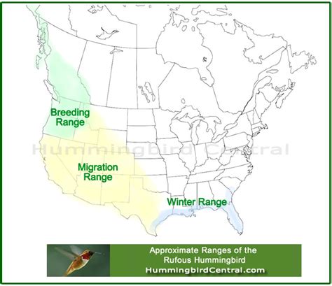 Image result for Hummingbird Migration Patterns