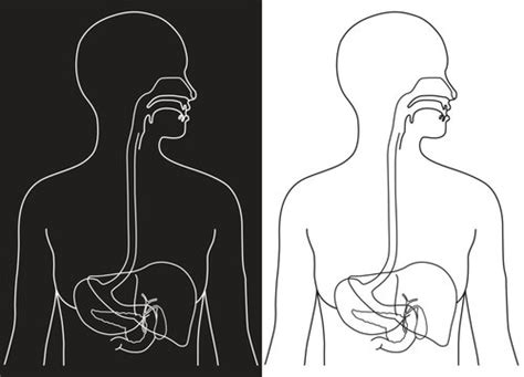 Image result for GI Drawing