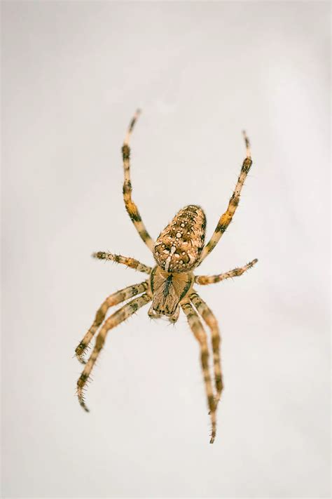 What Are the Most Common Michigan Spiders? - Solidified Pest Control