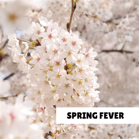 Image result for Spring Fever Java