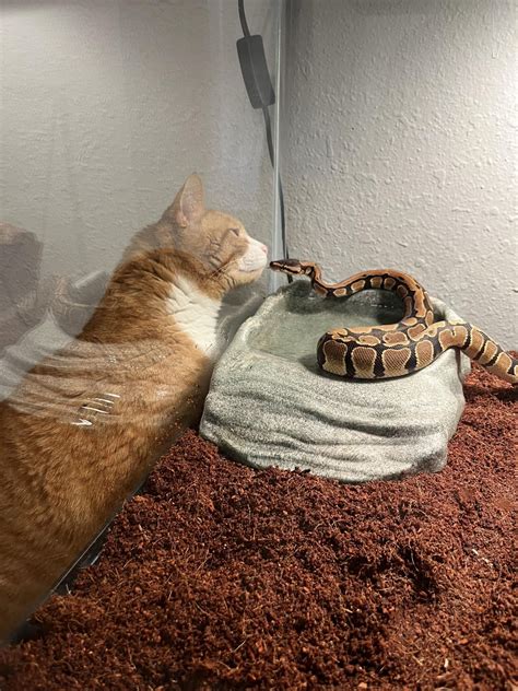 Image result for Ball Python Feeding Schedule