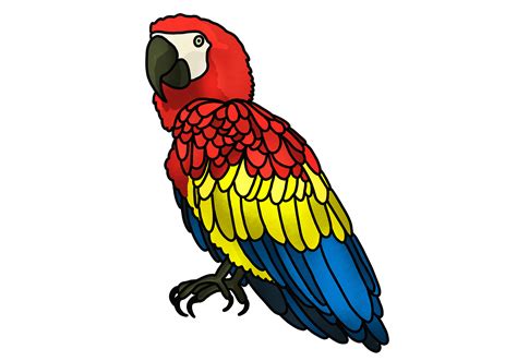 Image result for How to Draw a Parrot Two