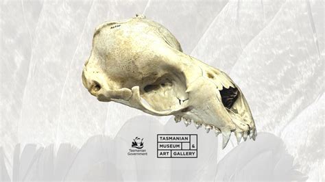 Leopard seal skull - 3D model by TasMuseum [26e157a] - Sketchfab