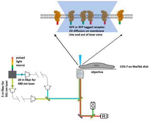 Fluorescence Wavelength Range 的图像结果