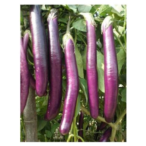 Hybrid african brinjal purple long baingan vegetable 50 seeds pack with ...