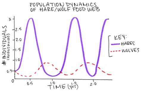 Image result for Dynamic Equilibrium Population Graph