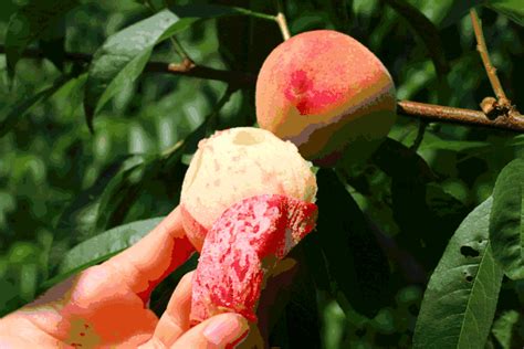 小桃子成就大产业 水蜜桃成为老百姓的“致富果”_县域经济网