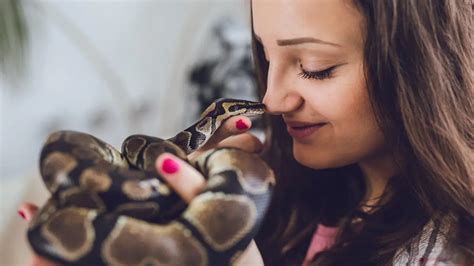 Image result for Ball Python Biting Human
