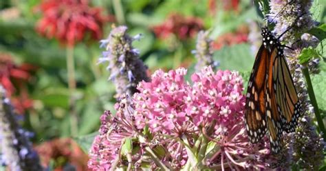 Urban habitat from brownfields to pollinators | U.S. Fish & Wildlife ...