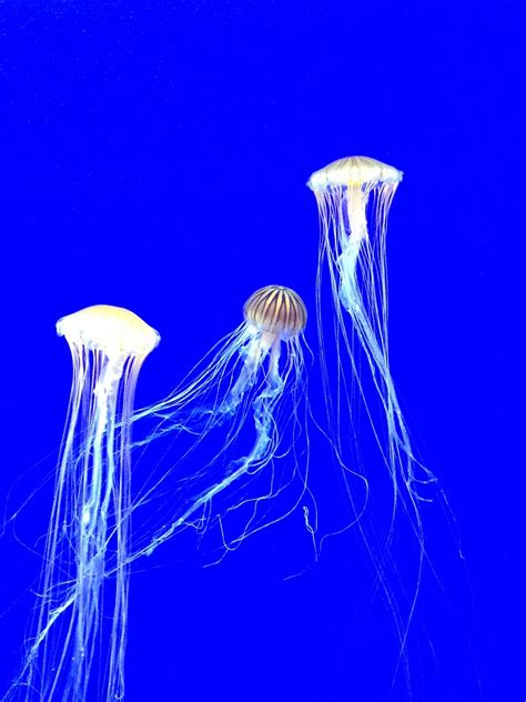 Reading THE ARGONAUTS. Maggie Nelson says that the self is… | by kim ...