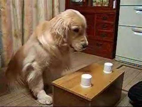 Magic Tricks for Dogs 的图像结果