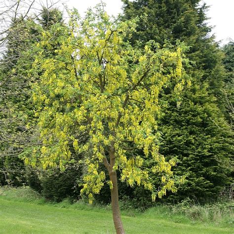 Buy Voss's laburnum (syn. Laburnum 'Famous Walk') Laburnum × watereri ...