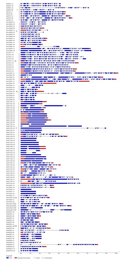 Genome-Wide Identification and Characterization of SET Domain Family ...