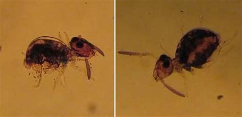 Image result for Springtail Bugs