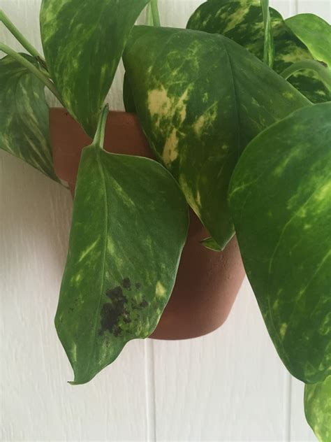 Dark spot on my pothos.. what is? : r/plantclinic