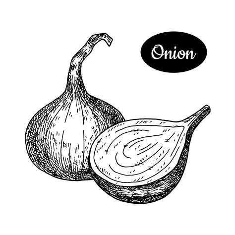 Drawing Of Onion