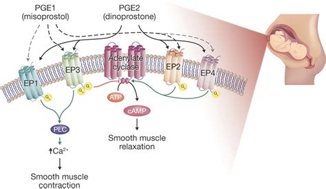 Methods for the induction of labor: efficacy and safety - American Journal of Obstetrics ...