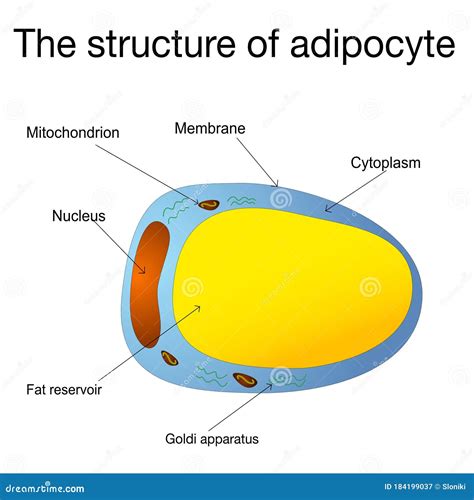 Fat Cell Structure 的图像结果