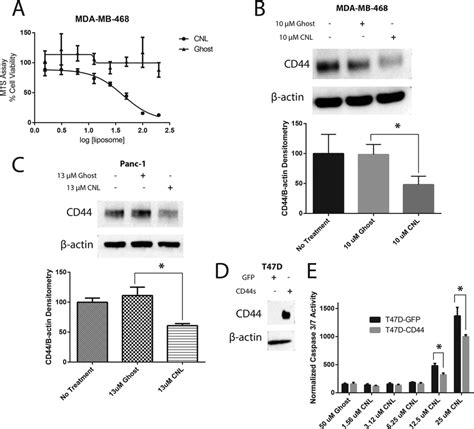 Antitumour activity of YC-1 in MDA-MB-468 xenograft mouse model ...