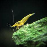 Buy Aquarium Shrimp Online at Low Price – Best4Pets