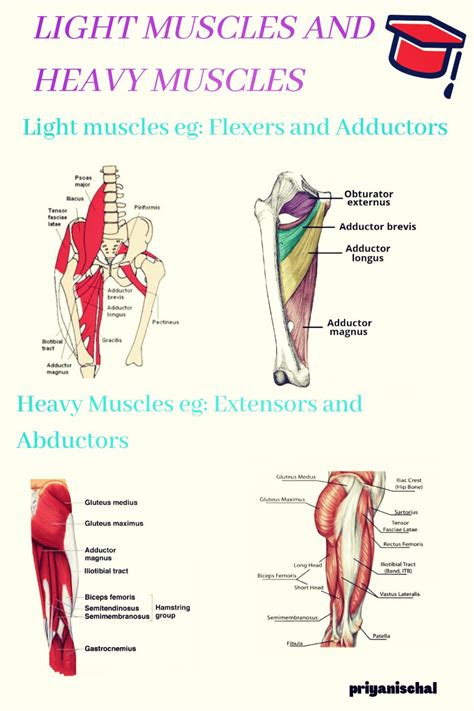 Image result for Functions of Muscles