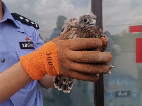 居民捡只幼鸟，挺能吃！原是国家二级保护动物-新华网山东频道