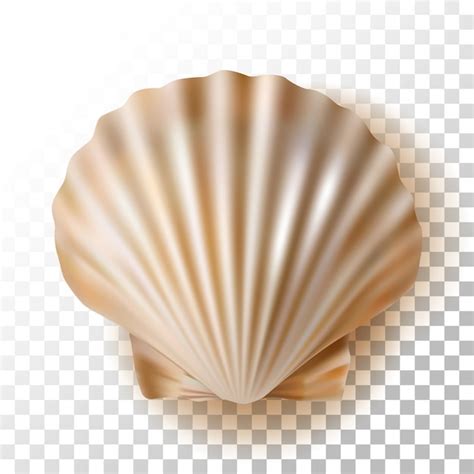 Image result for Shell Transparent
