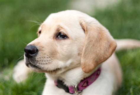 Yellow Lab 的图像结果