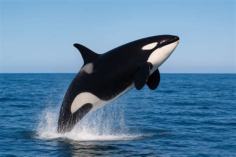 fun facts about killer whales | fun facts hub