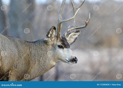 Colorado Wildlife. Wild Deer on the High Plains of Colorado. Mule Deer ...