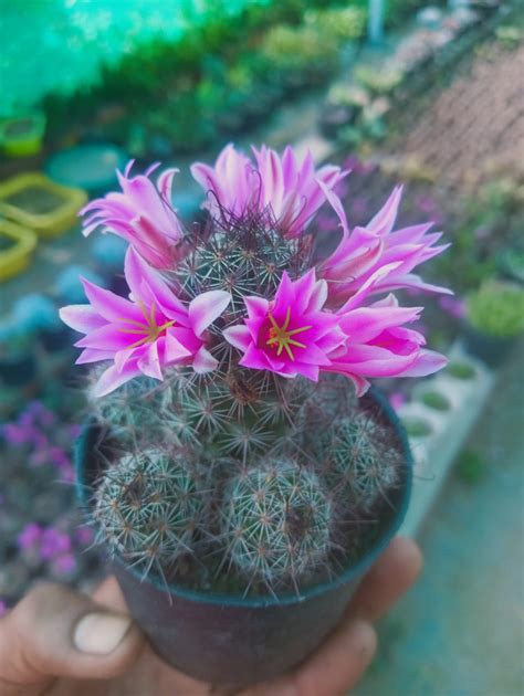 Mammillaria Zeilmanniana (With Soil, Plant & Pot) – Kumaun Plants