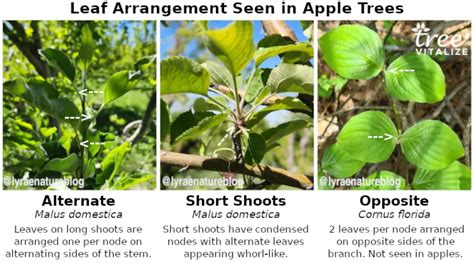 Image result for Identifying Apple Tree Types