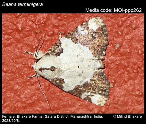 Beana terminigera | Moths