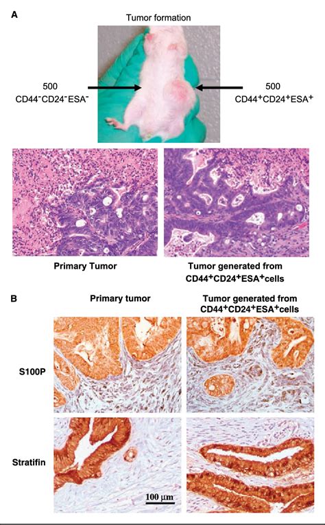 Image result for Beta Cell Structure