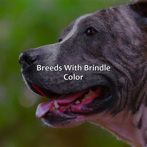What Is A Brindle Color at Clifford Ward blog