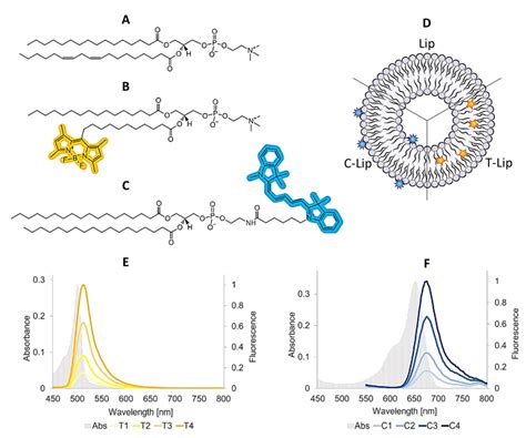 Following the Fate of Dye-Containing Liposomes In Vitro