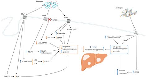 Gender Differences in the Pathogenesis and Risk Factors of Hepatocellular Carcinoma