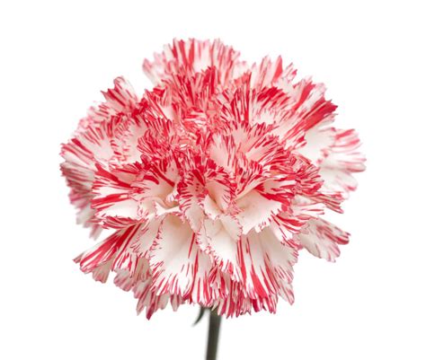 Carnations: Meaning, Symbolism, and Proper Occasions for This Iconic ...