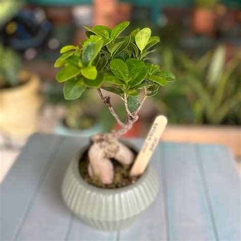 Ficus Ginseng, also known as Ficus microcarpa 'Ginseng', is a member of ...