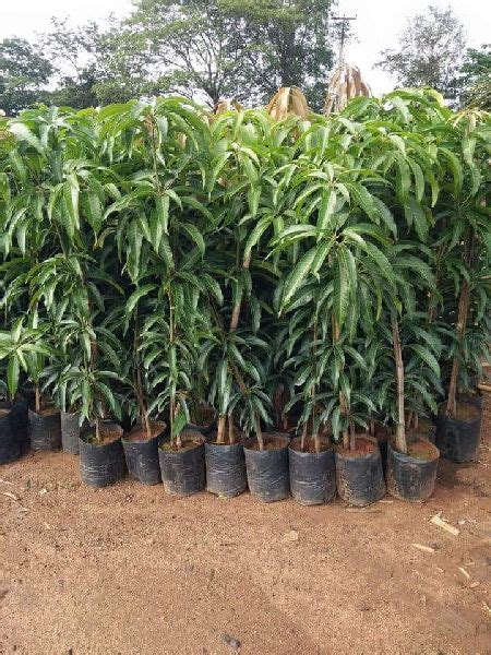 mango Live Plant – creativefarmer