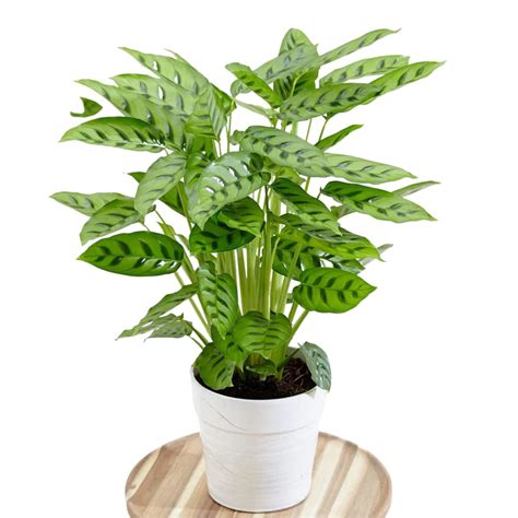 CAPPL Real Indoor Calathea Leopardina | Calathea Concinna Live Natural ...