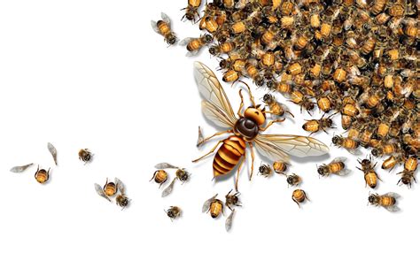 Protecting Honey Bees from Asian Giant Hornets - BeeKeepClub