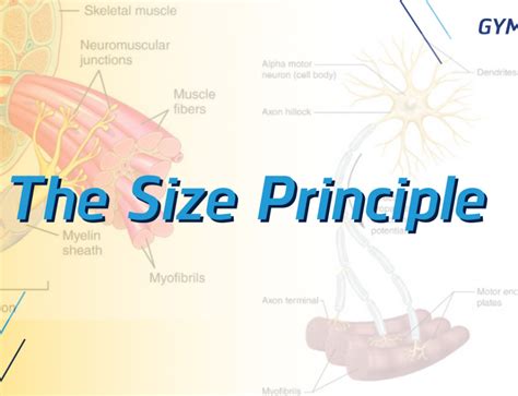 Image result for Principles of Progressive Overload