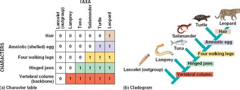 Image result for Cladogram Character Table