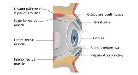 Unit 1- Ocular Physiology | 2nd Semester Bachelor of Optometry